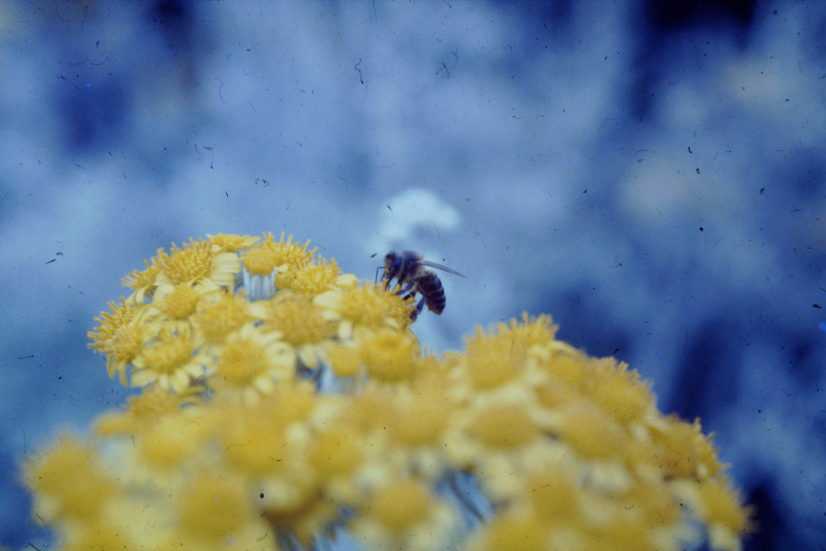 Flores silvestres y abeja