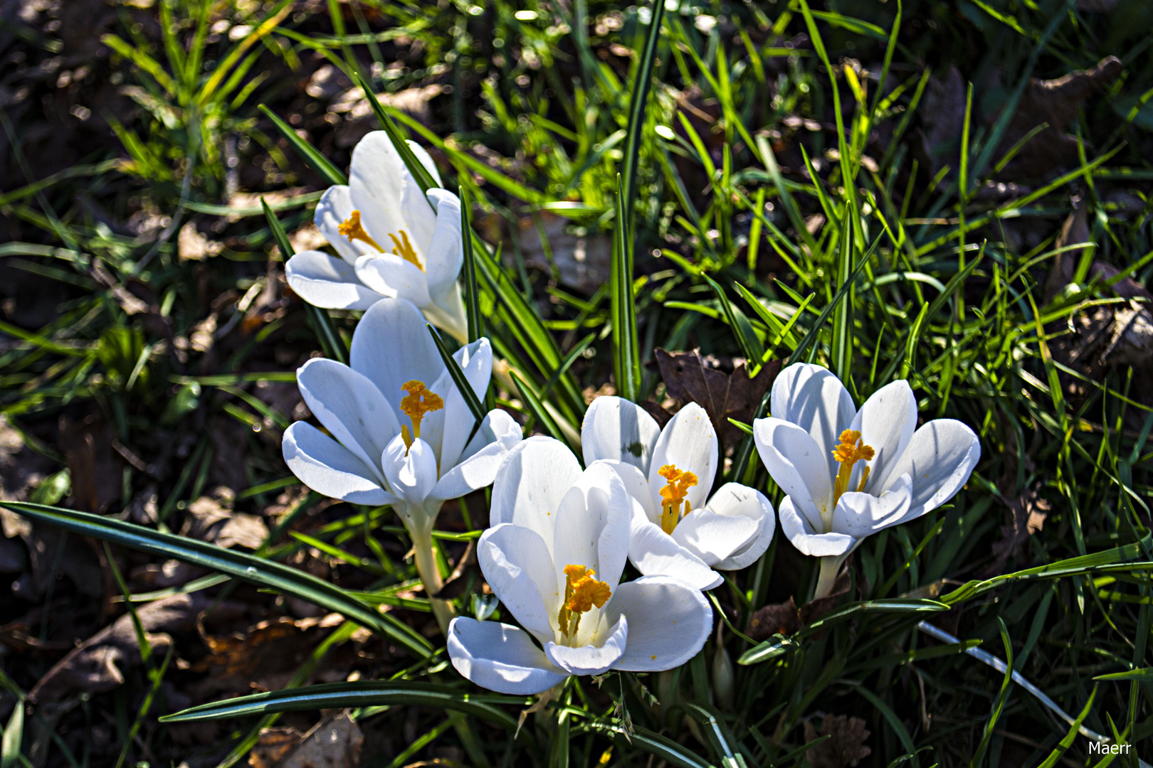 Flores silvestres1