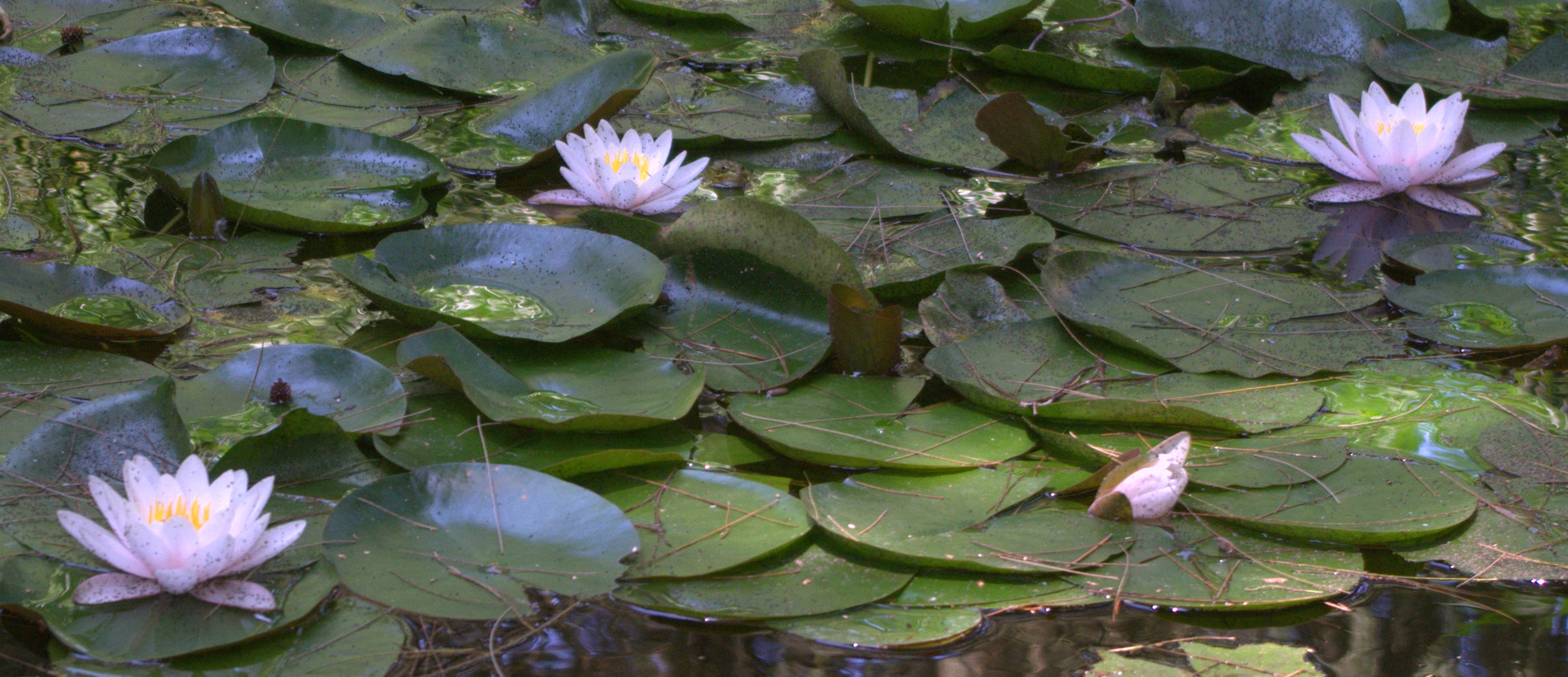 Flores sobre el agua