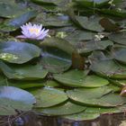 Flores sobre el agua