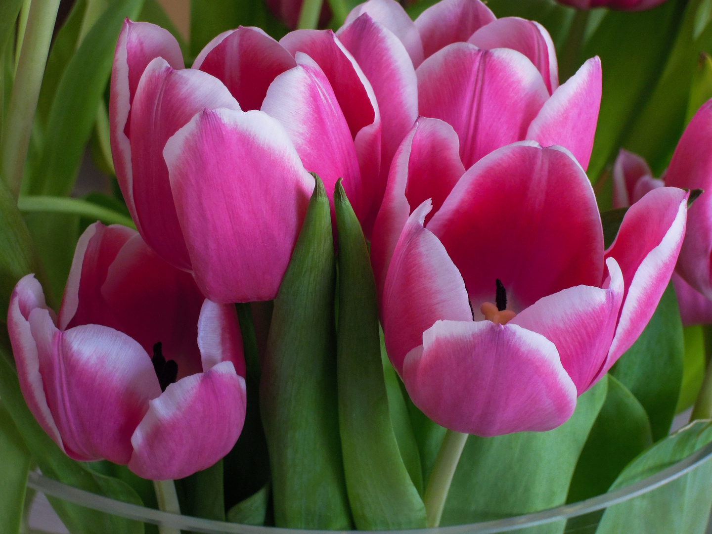 Flores Tulipanes