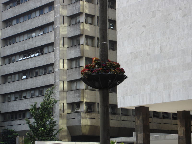 Flores Urbanas- Avenida Paulista SP Brasil