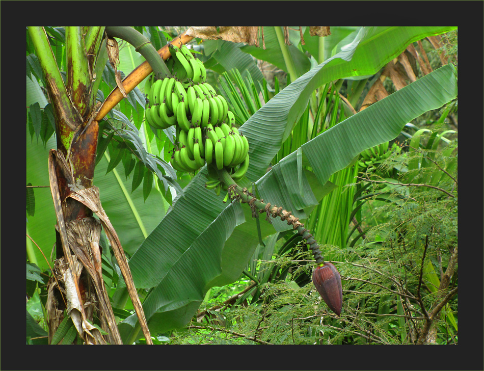 Flores Vegetation