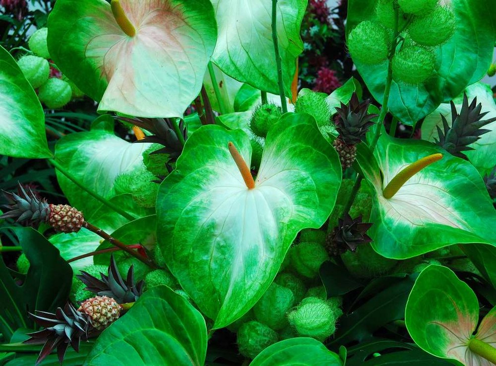 flores verdes