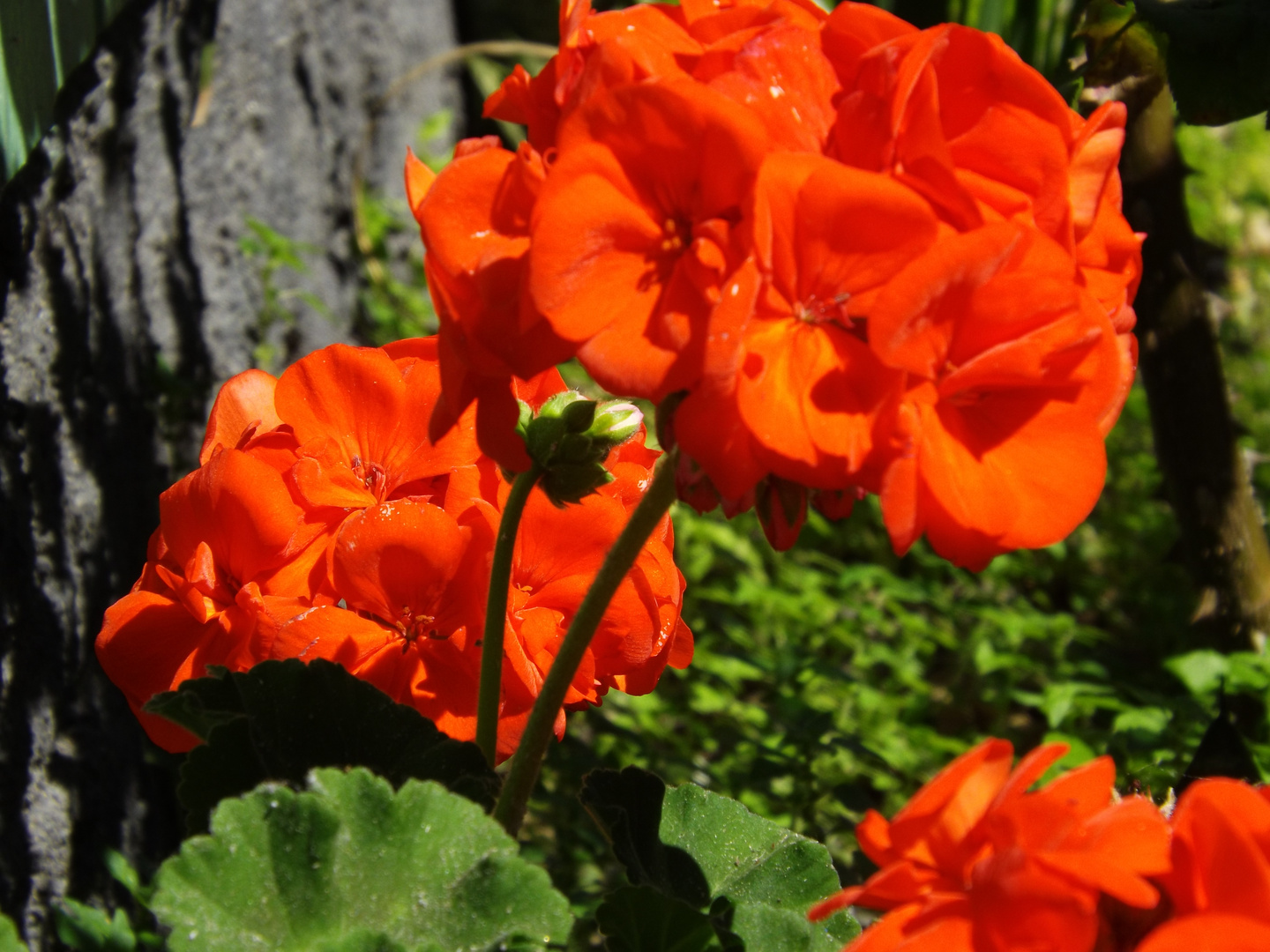 Flores Vermelhas