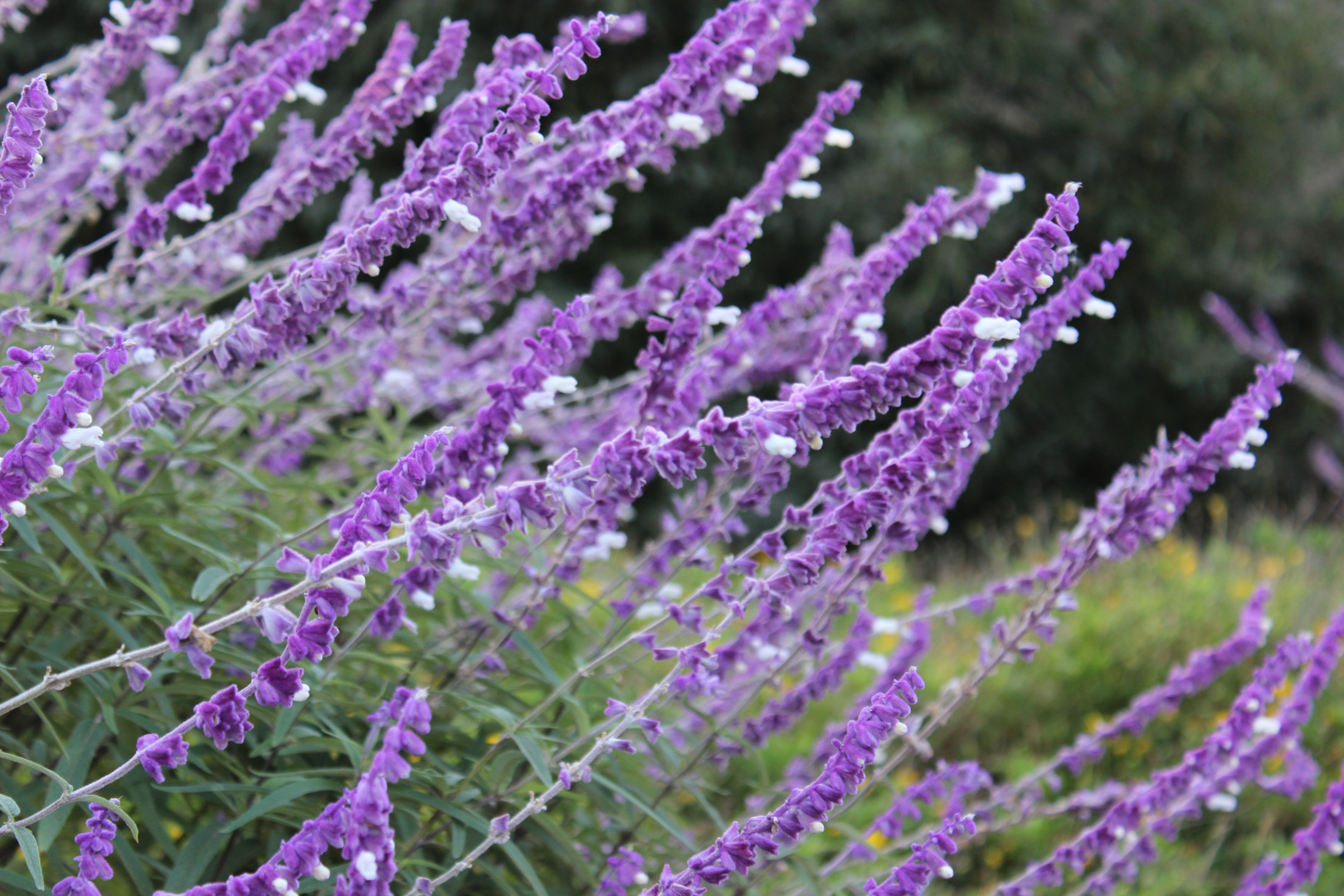 Flores violeta