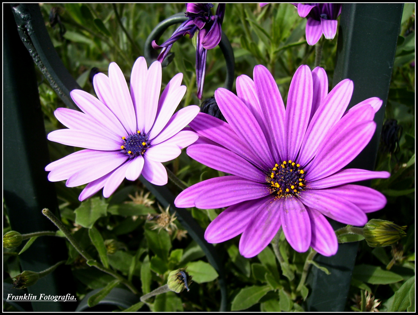 Flores Violetas
