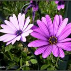 Flores Violetas