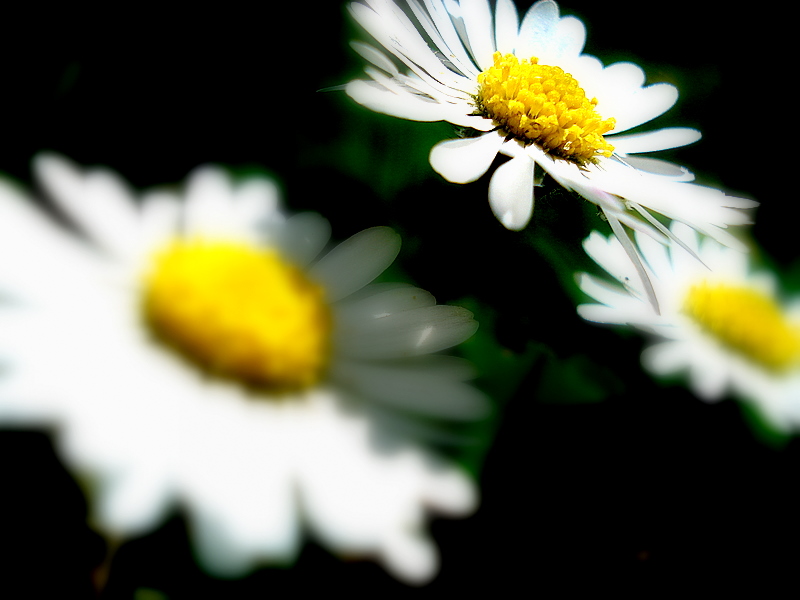 FLORES VOLADORAS