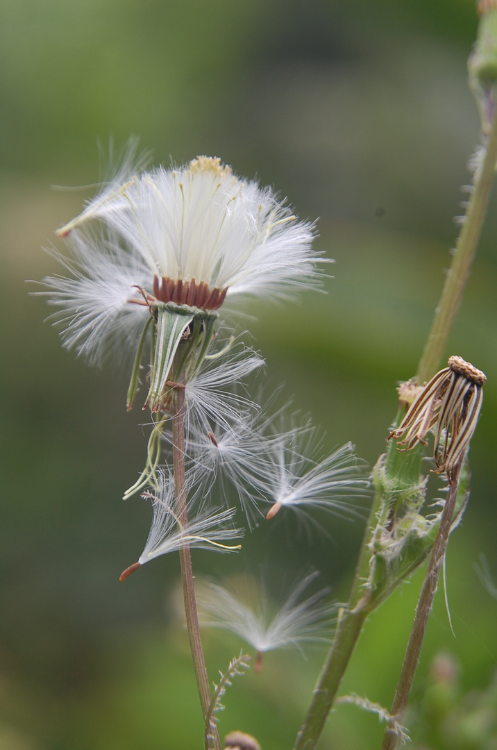 flores volando