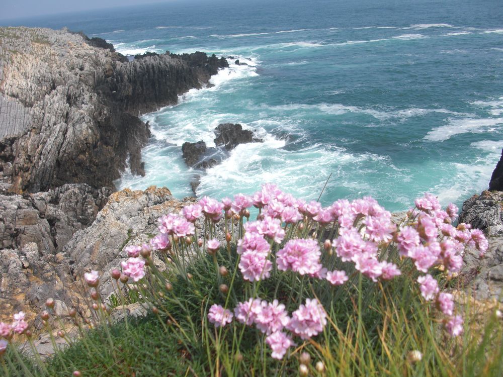 flores y cantabrico