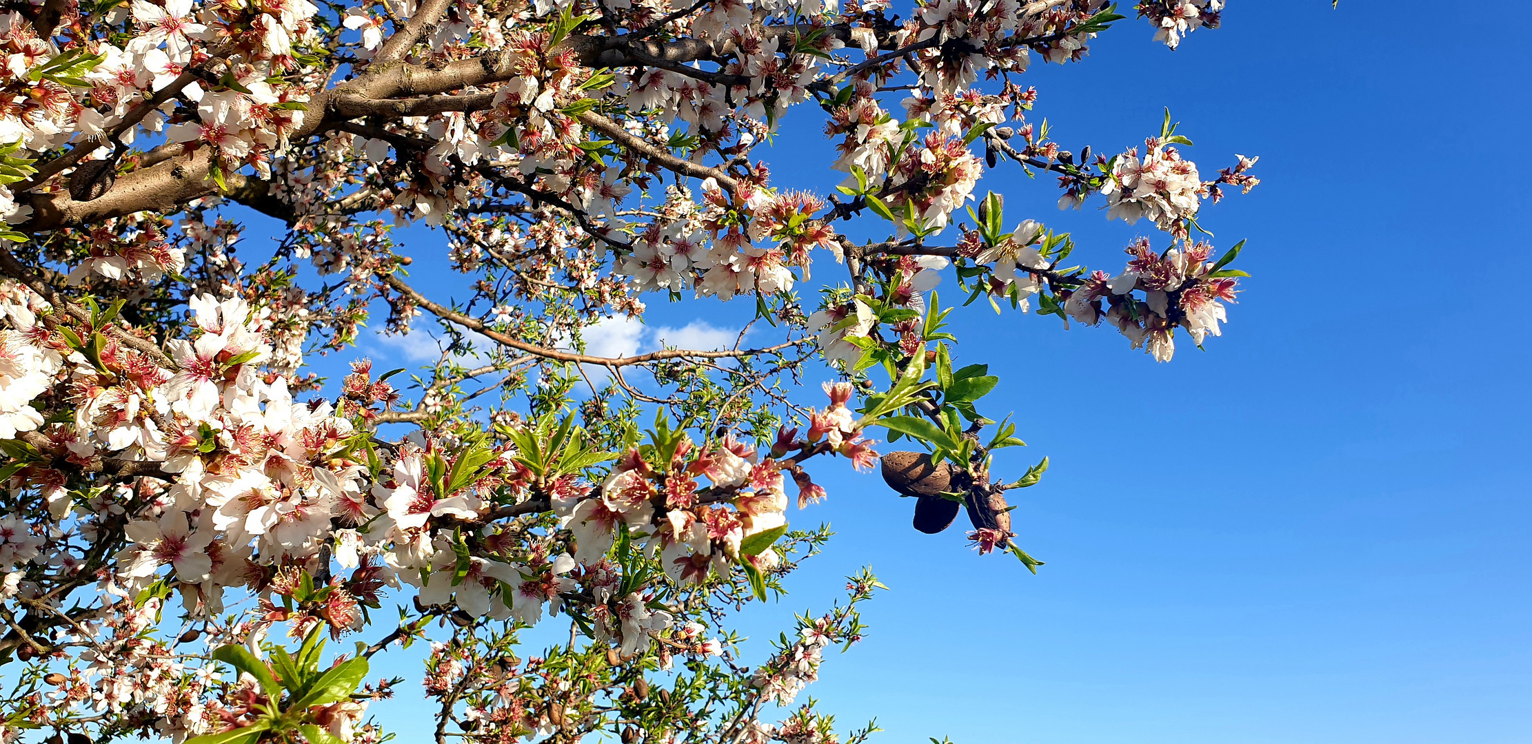 Flores y frutos