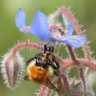 Flores y insectos