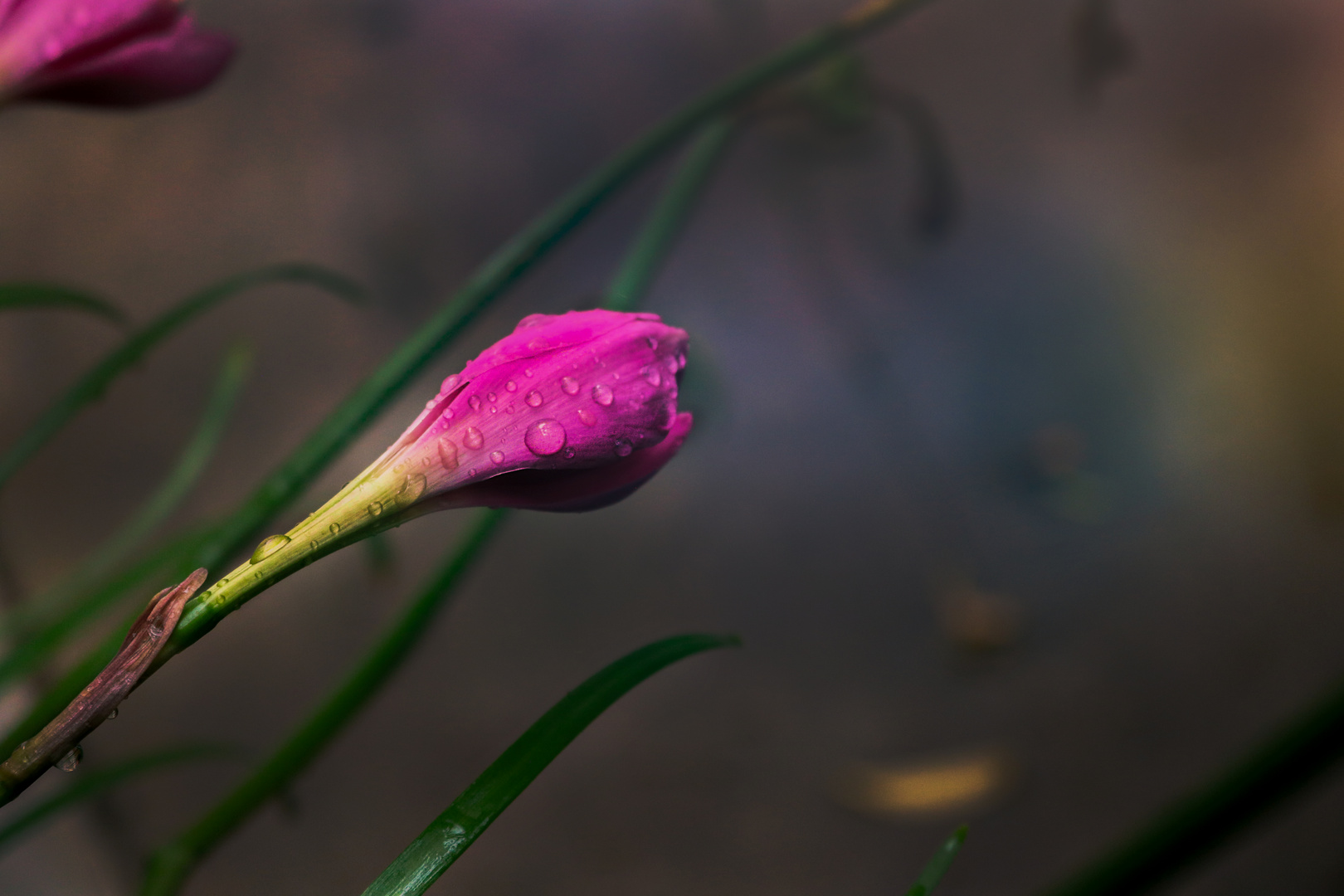 flores y la lluvia