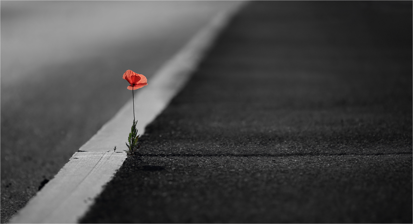 Flores....3....Stone-Poppy