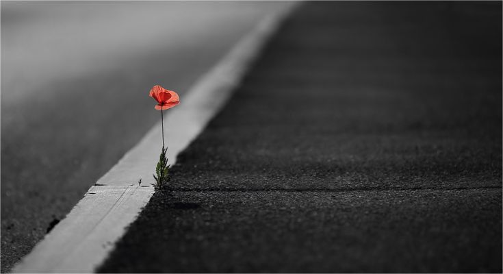 Flores....3....Stone-Poppy