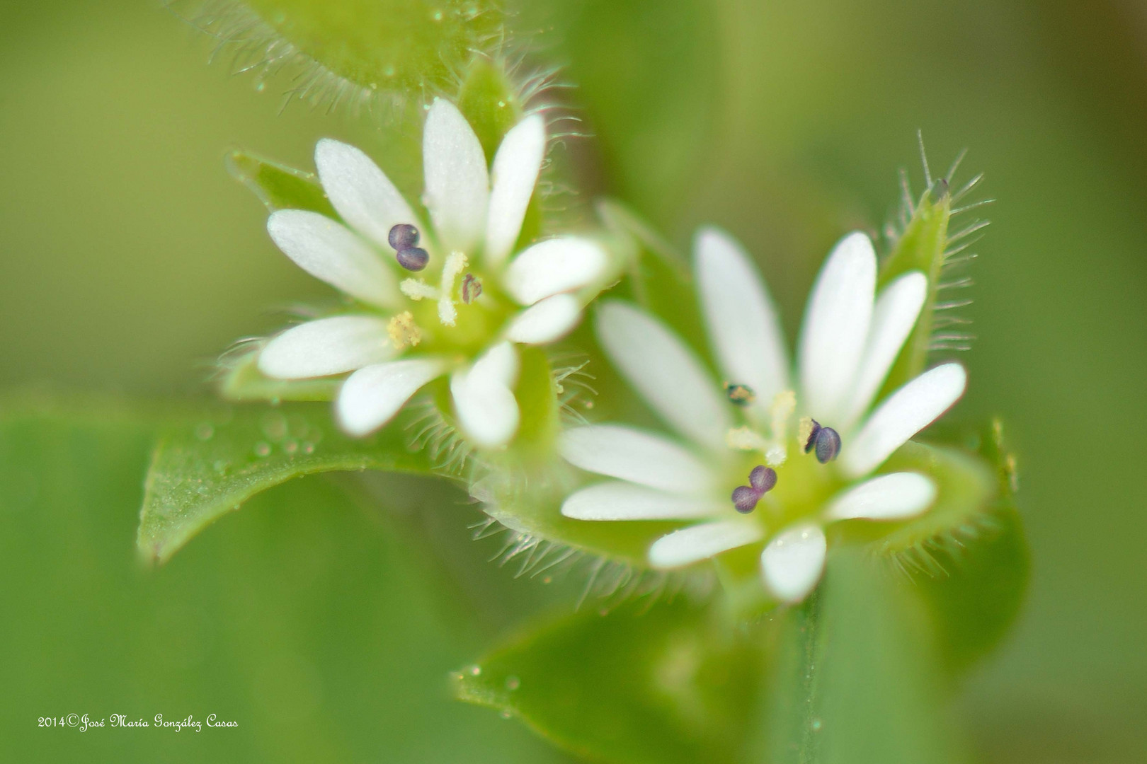 Flores4