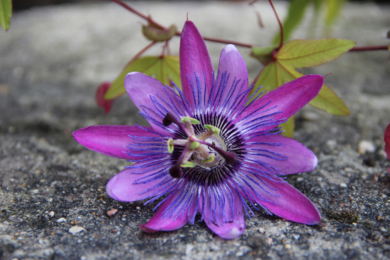 Flores.Deleite de la vista y de la vida