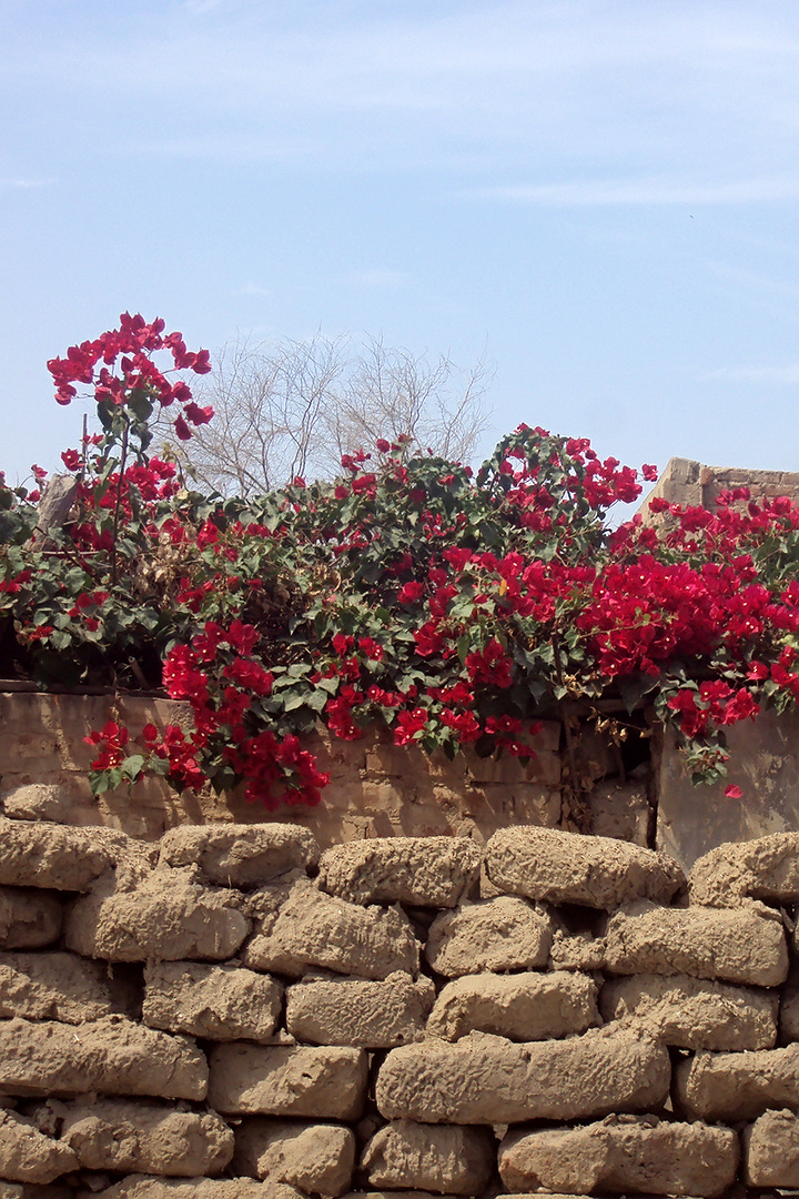 Flores&piedras de barro