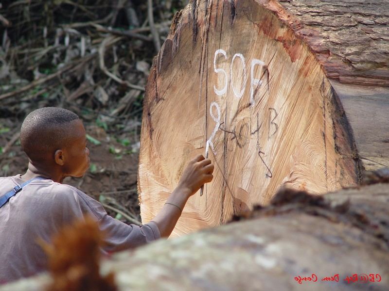 Floresta Rep. Dem. Congo