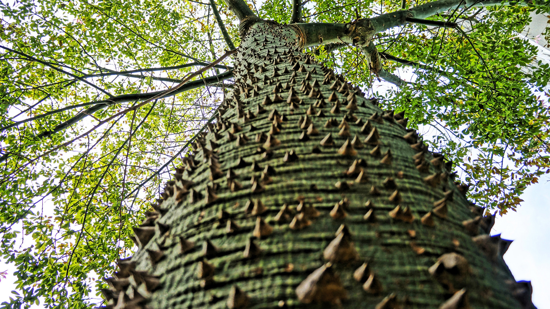 Florettseidenbaum