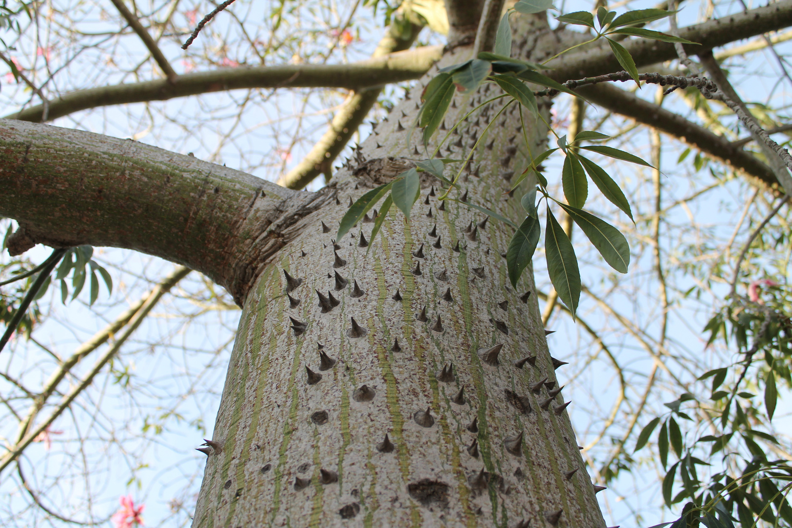 Florettseidenbaum