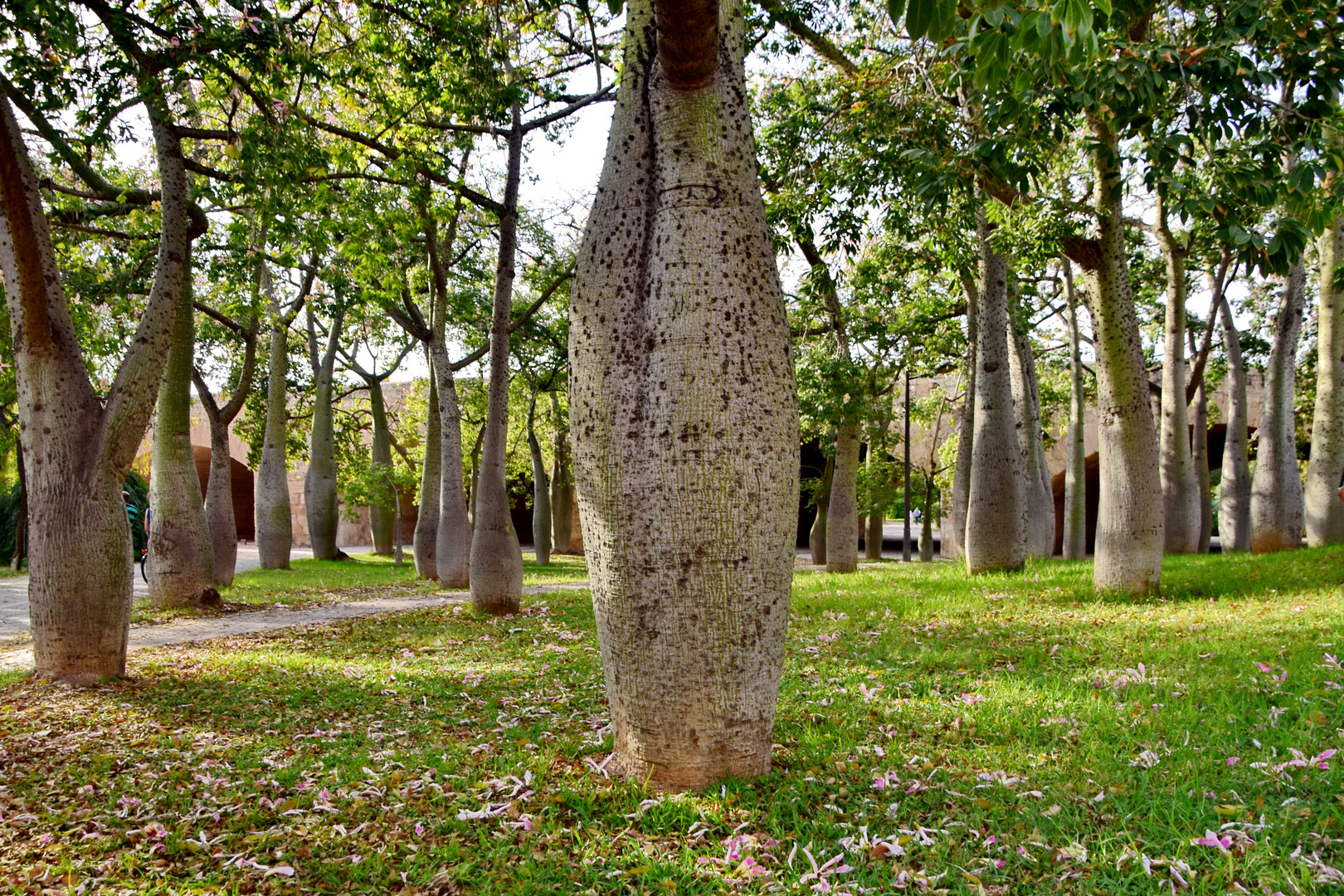 Florettseidenbaum 1, der Baumstamm