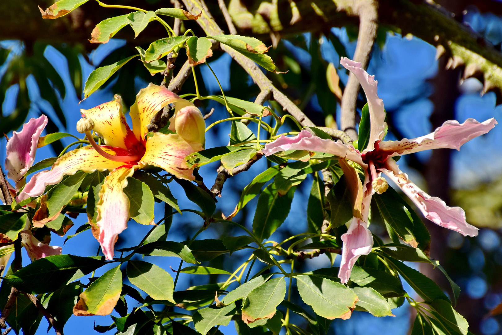 Florettseidenbaum 3, die Blüten