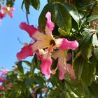 Florettseidenbaum (Ceiba speciosa)