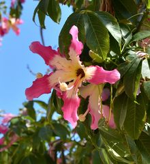 Florettseidenbaum (Ceiba speciosa)