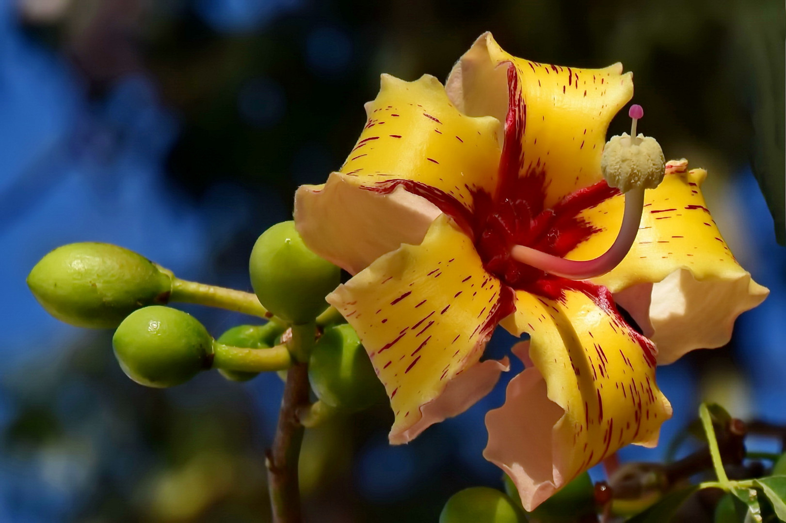 Florettseidenbaum (Ceiba speciosa)