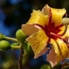 Florettseidenbaum (Ceiba speciosa)