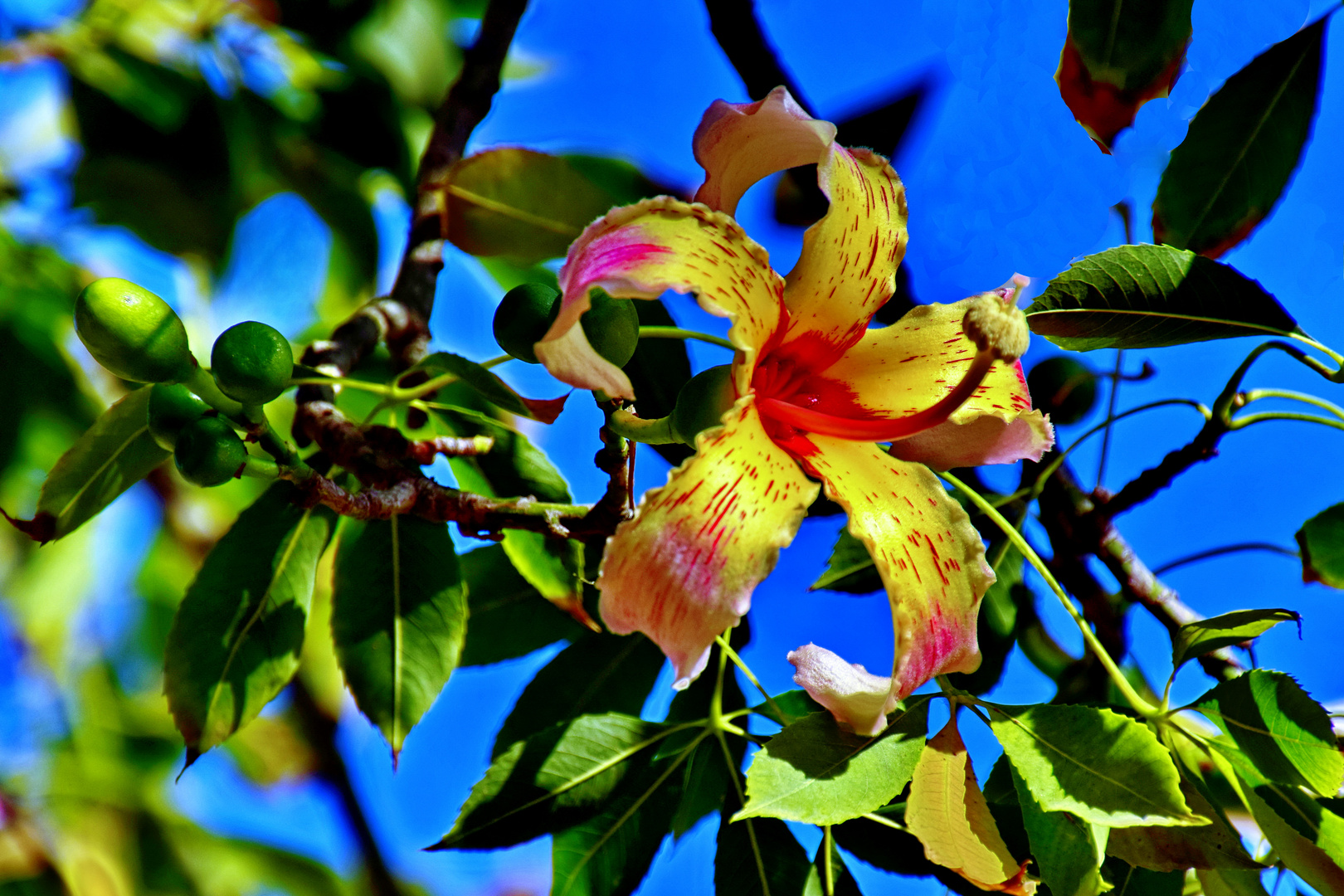 Florettseidenbaum (Ceiba speciosa)