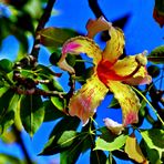 Florettseidenbaum (Ceiba speciosa)