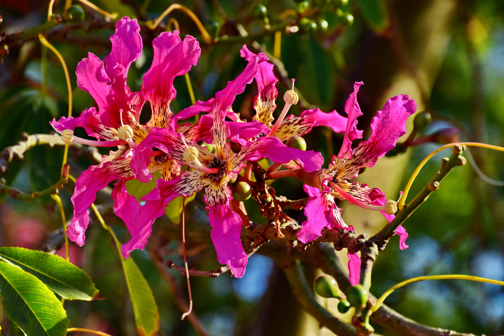 Florettseidenbaum im Sonnenlicht