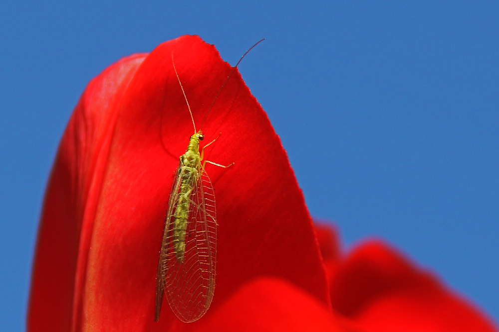 Florfliege am roten Tulpenblütenblatt