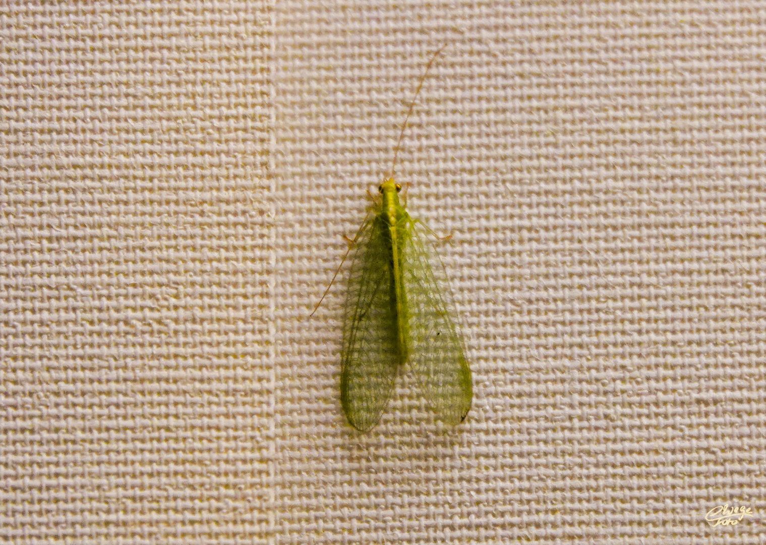 Florfliege an meinem Lamellenvorhang im Wohnzimmer.