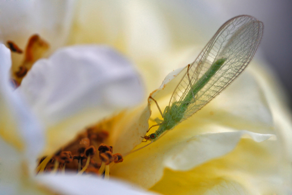 Florfliege an Rosenblütenblättern