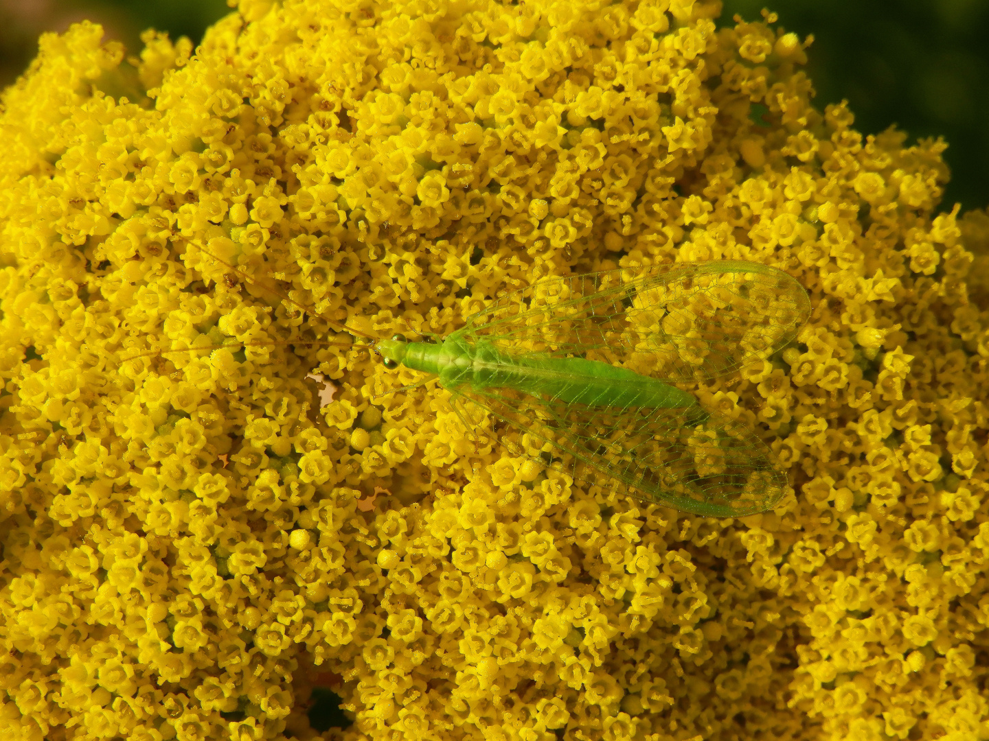 Florfliege auf gelber Schafgarbe