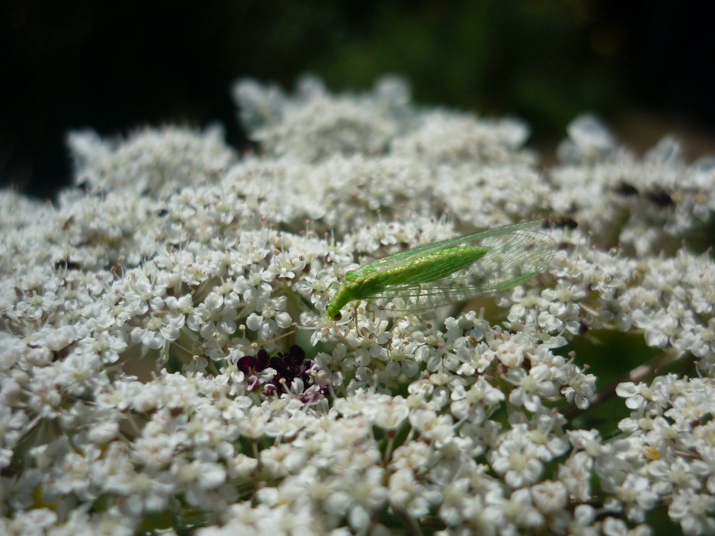 Florfliege auf Wilder Möhre