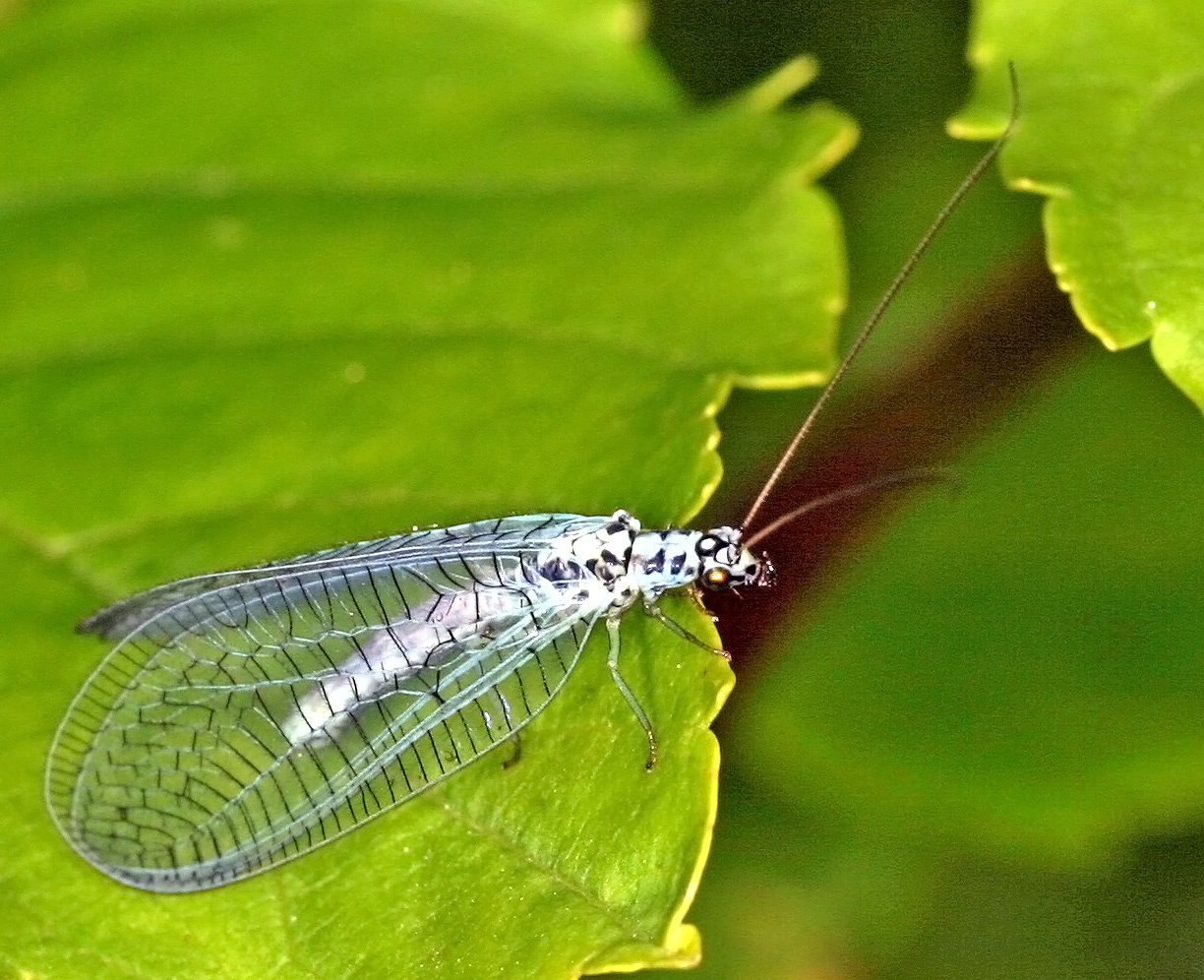 Florfliege (Chrysopa perla) .....