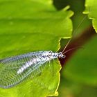 Florfliege (Chrysopa perla) .....