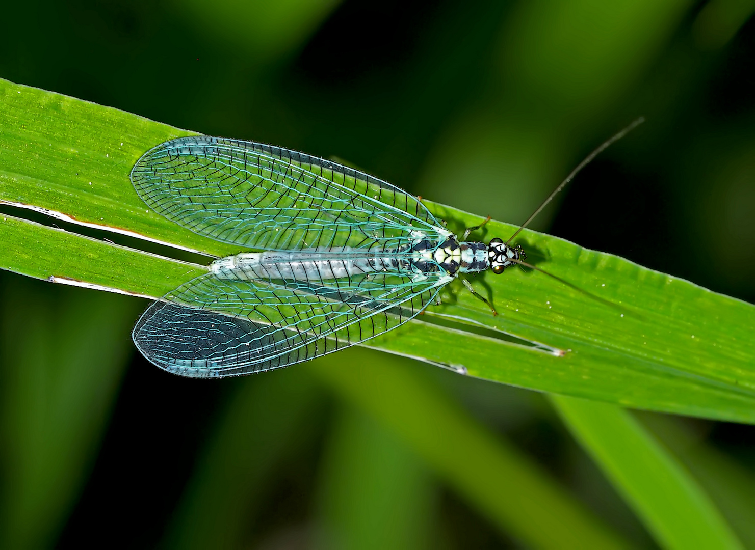 Florfliege (Chrysopa perla) - Chrysope bleue.