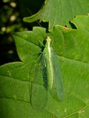 Florfliege (Fam. Chrysopidae)