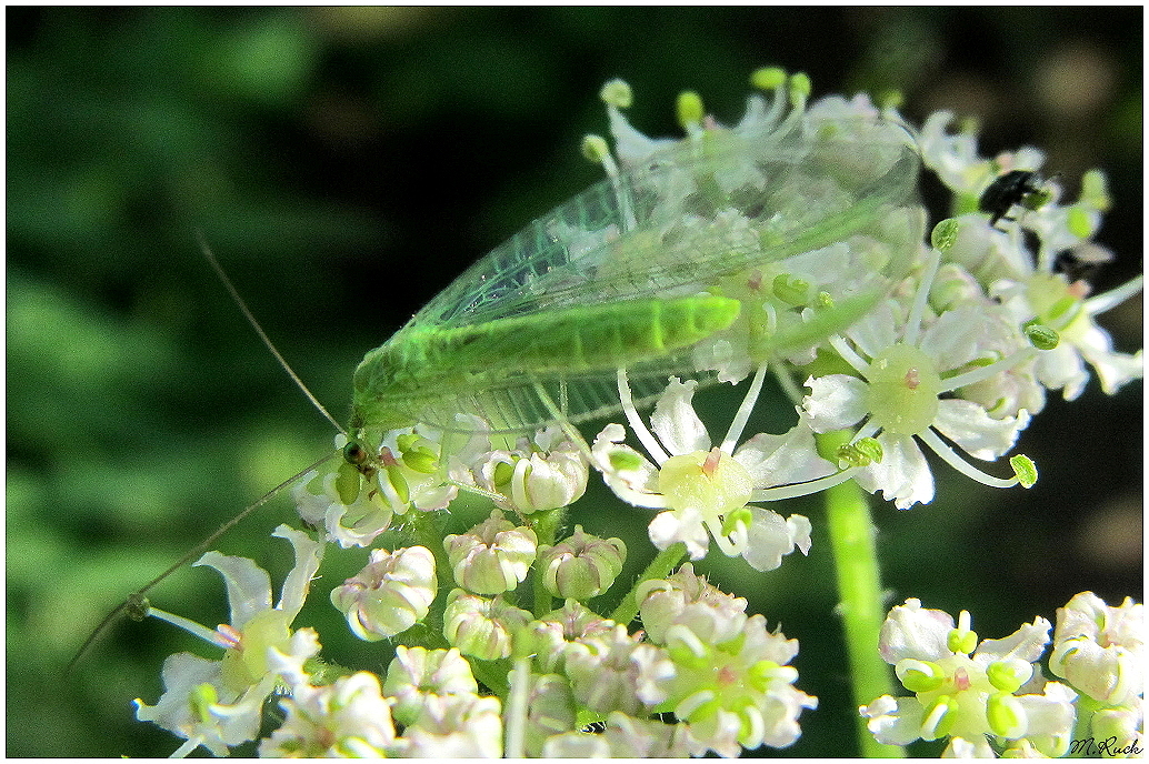 Florfliege im Freien ,