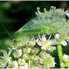 Florfliege im Freien ,