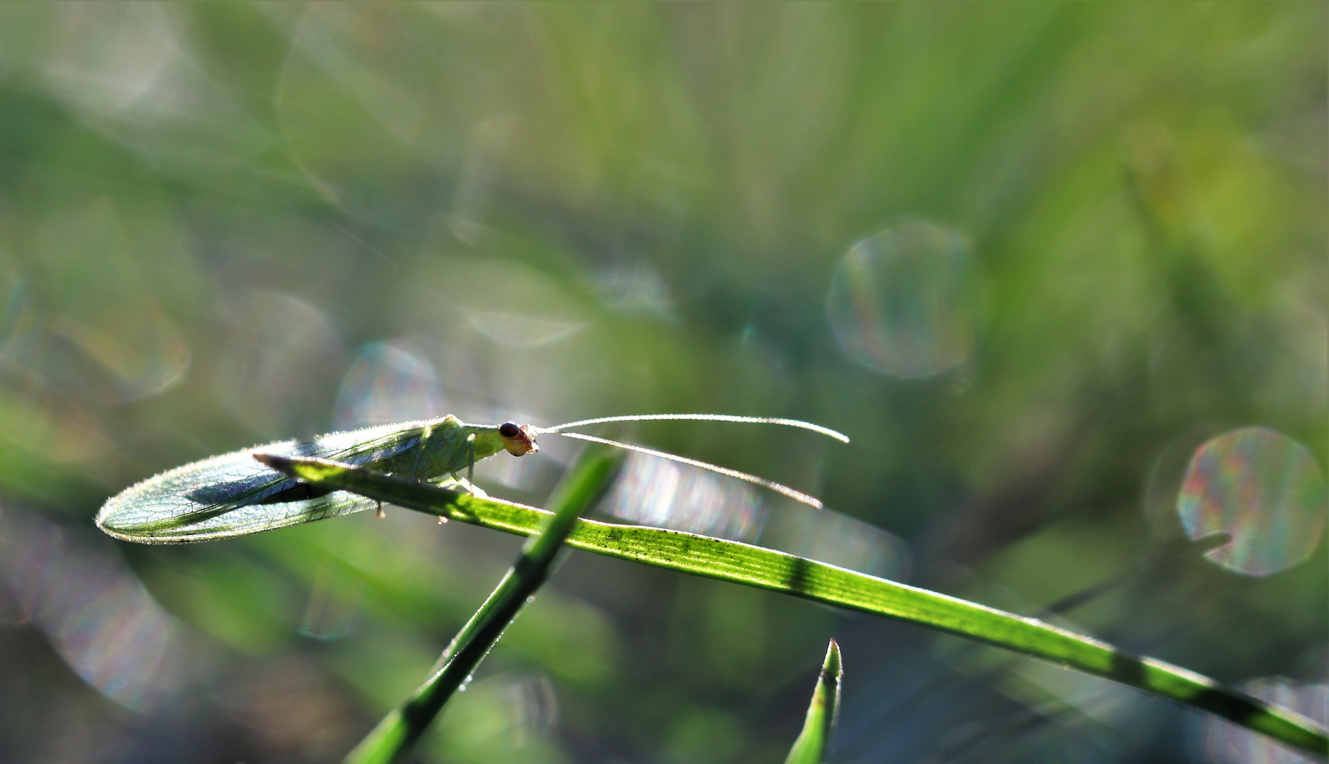 Florfliege im Gegenlicht