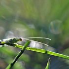 Florfliege im Gegenlicht