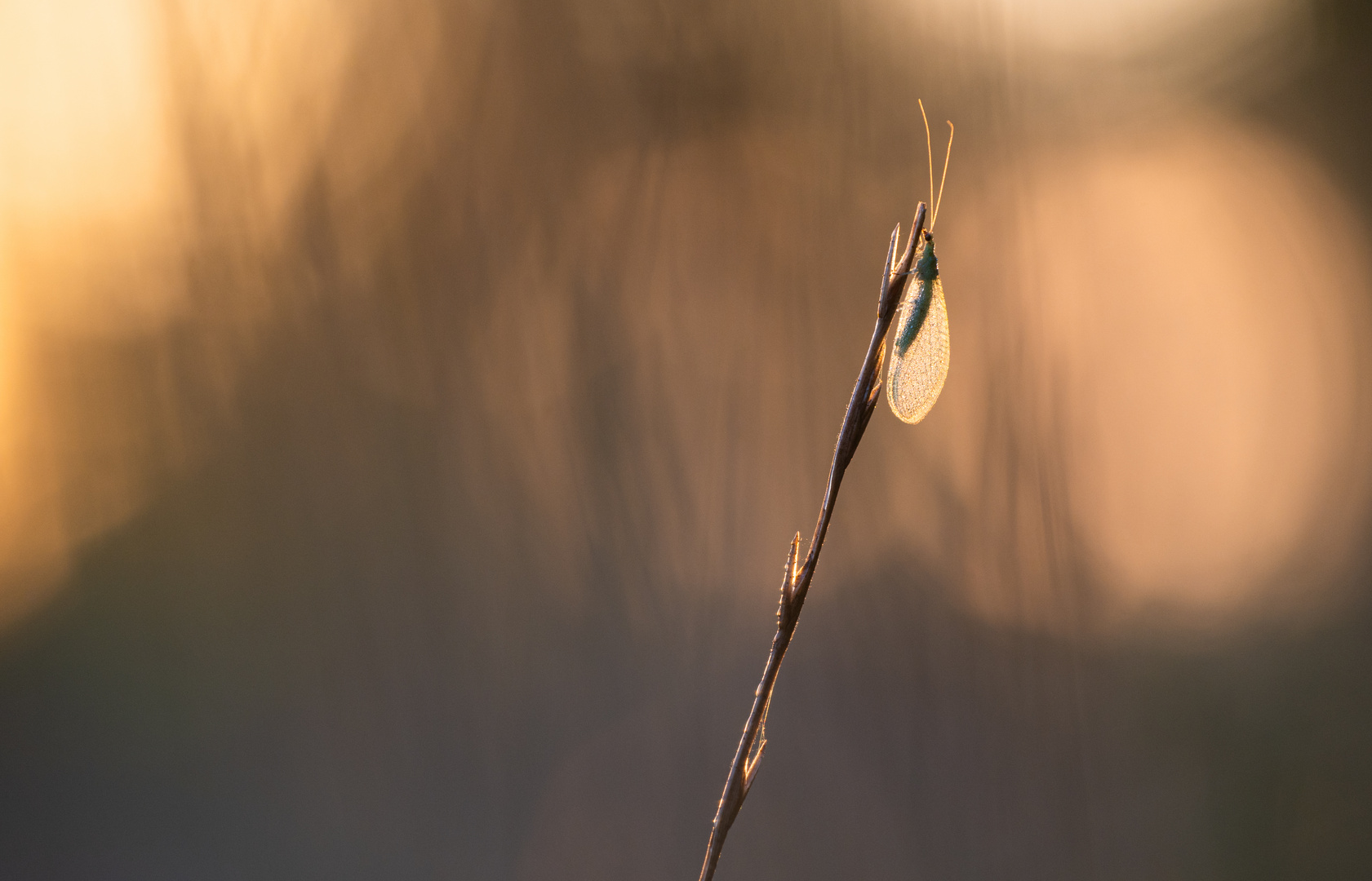 ____florfliege im Morgenlicht_________