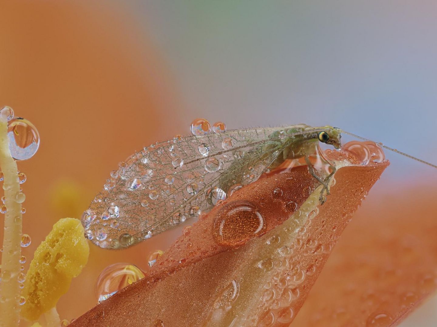 Florfliege im Morgentau